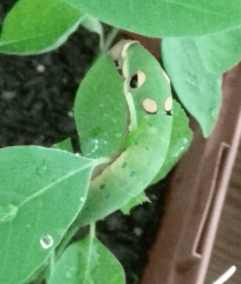 Spicebush Swallowtail Butterfly