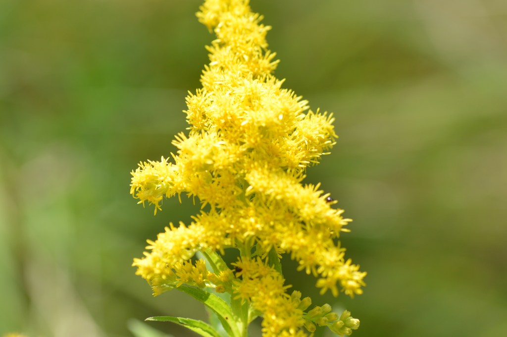 Ever really look at&nbsp;goldenrods!?