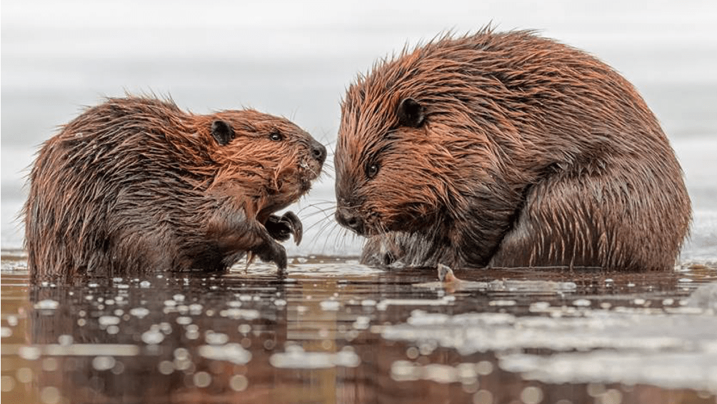 The Beaver’s Keystone&nbsp;Activities