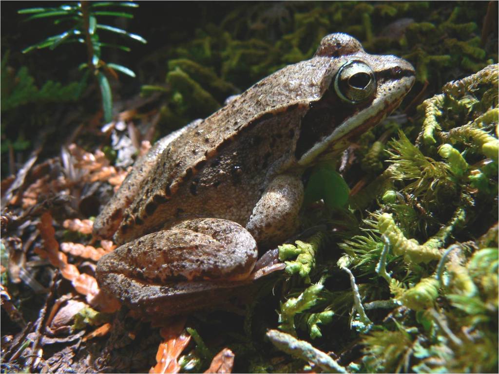 Wood Frogs