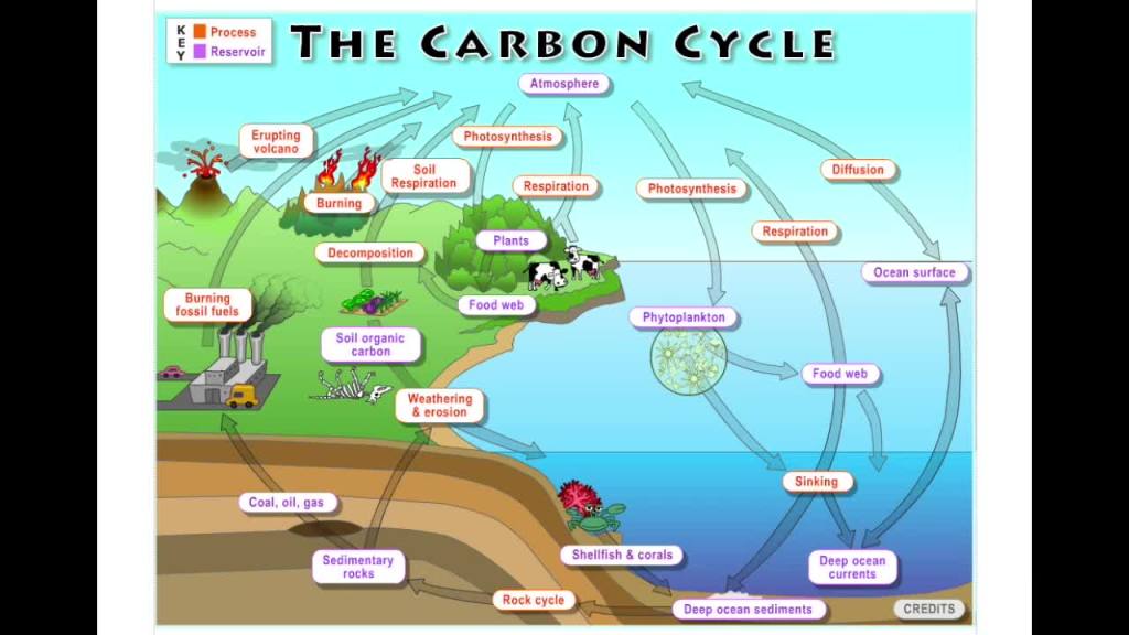 The Carbon Cycle & The 6th&nbsp;Extinction