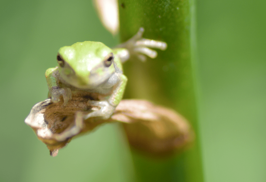Why Did the Amphibian Cross the&nbsp;Road?