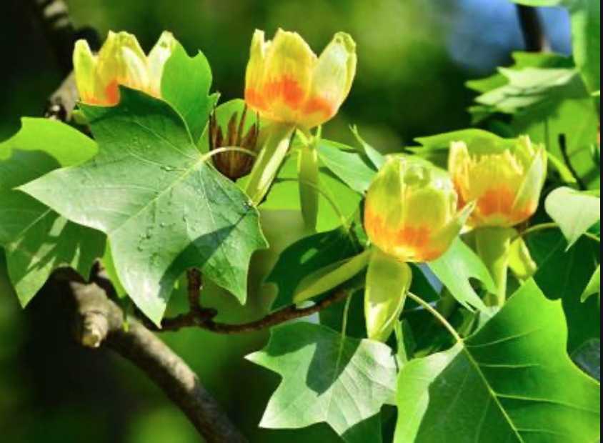 Assisted Migration Project