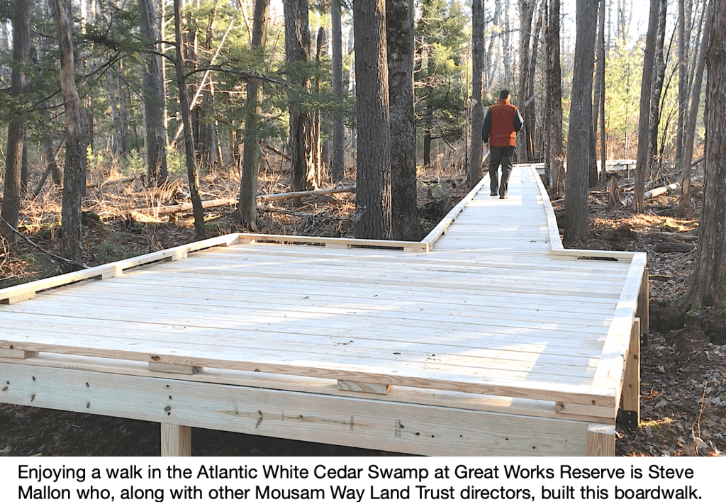Boardwalk & Viewing Platform for an     Atlantic White Cedar&nbsp;Swamp