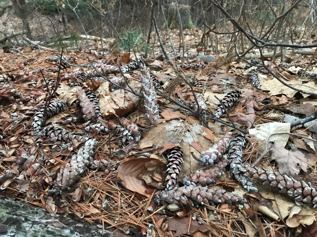 Mast Years for White&nbsp;Pine
